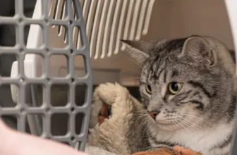 How Can You Create a Comfortable and Safe Space for Your Pet?