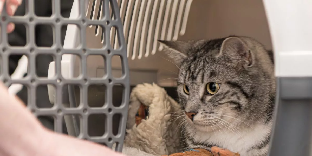 How Can You Create a Comfortable and Safe Space for Your Pet?